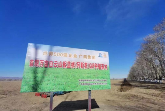 2022年4月,首期万亩白云山板蓝根(阿勒泰)gap种植基地