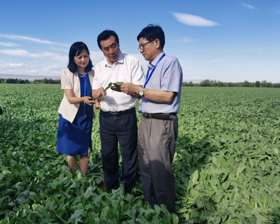 2022年7月,联合国国际生态生命安全科学院宋达琳、黄正明、陶然三位院士(由左到右)
视察白云山板蓝根万亩gap药材基地