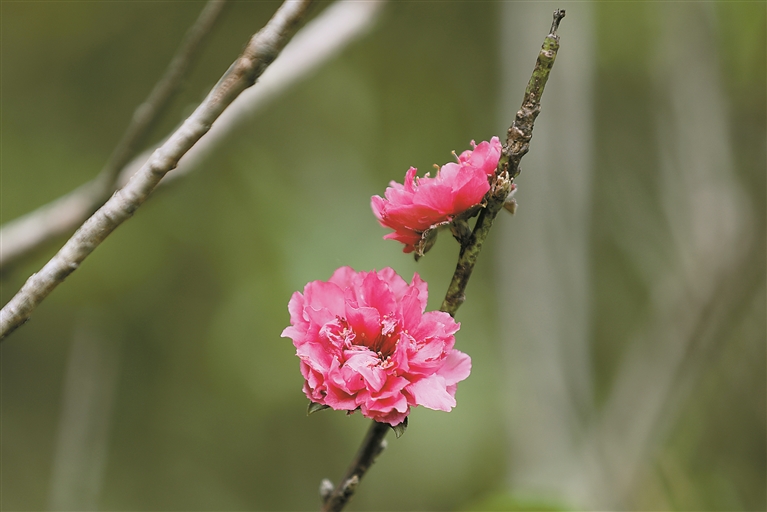 11月3日,莲花山公园现桃花盛开。 深圳晚报记者 张焱焱 摄