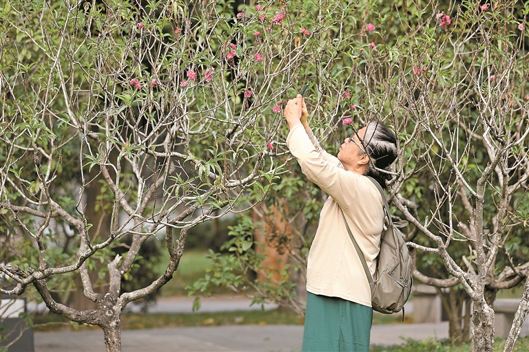 11月3日,秋日的莲花山公园内现桃花盛开,吸引市民驻足拍照。深圳晚报记者 张焱焱 摄