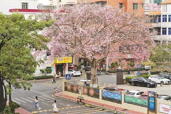 11月29日,在龙岗区平湖街道上木古社区党群服务中心外,美丽异木棉花开满枝头。